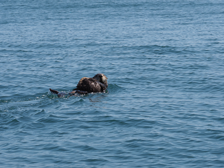 Sea Otter