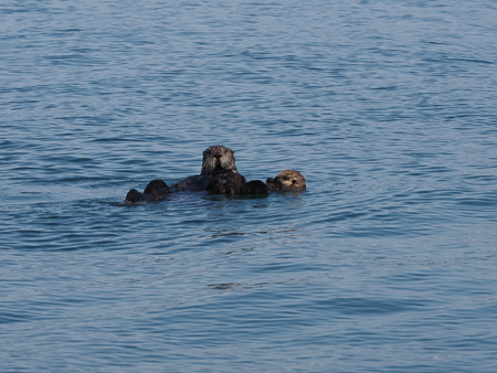 Otter