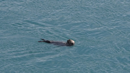 Otter