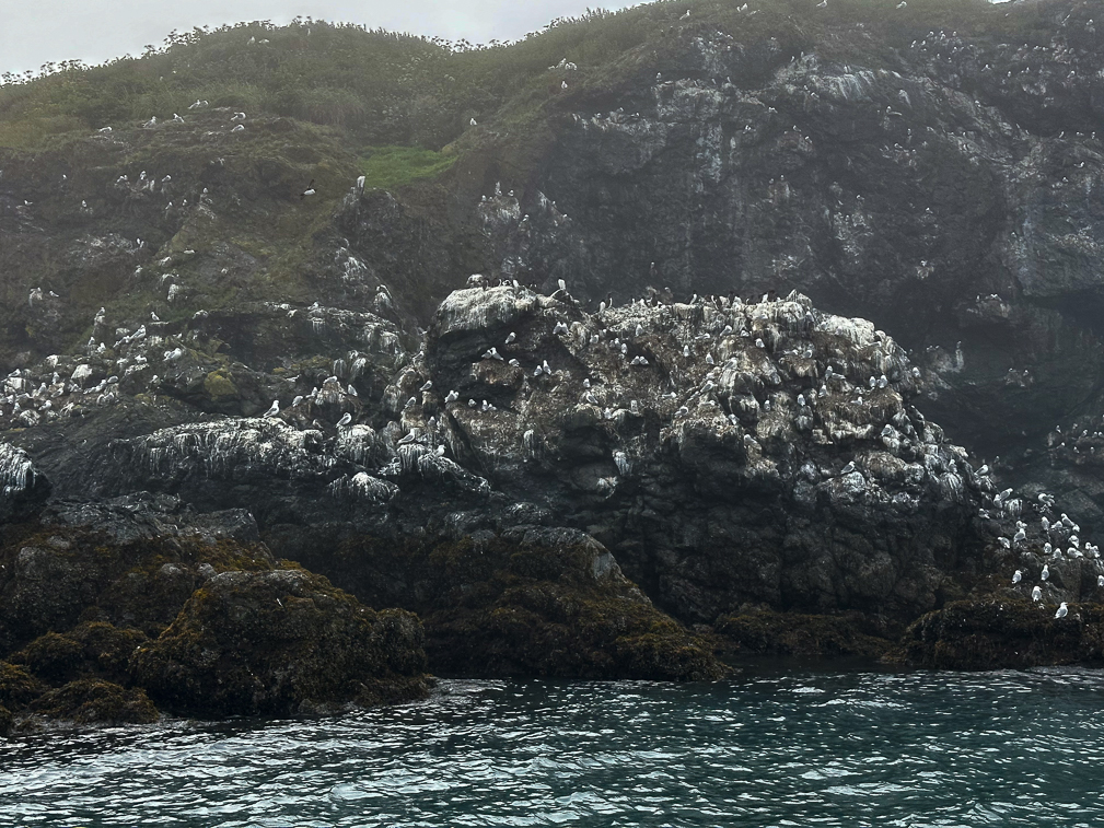 Gull Island