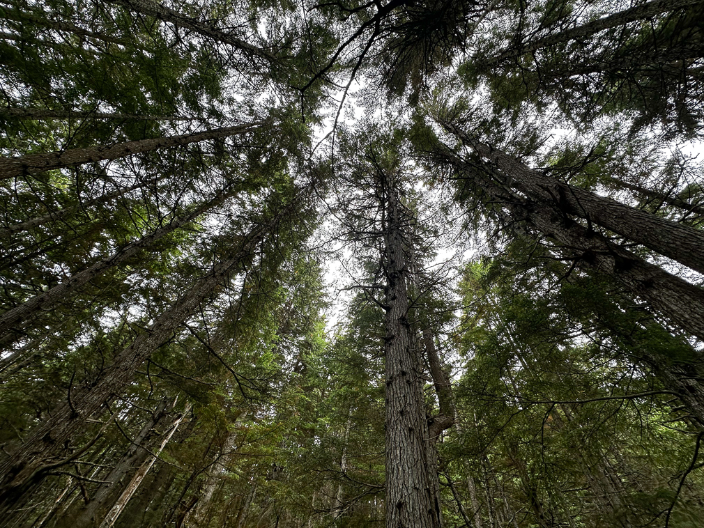 Hemlock Forest