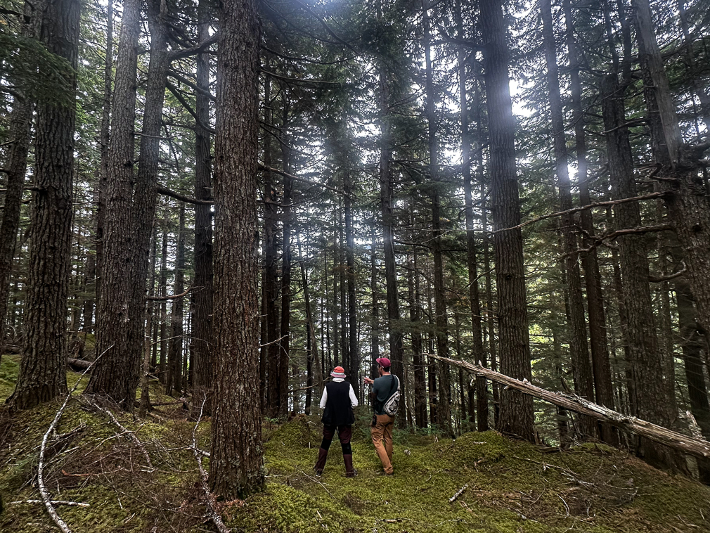 Hemlock Forest