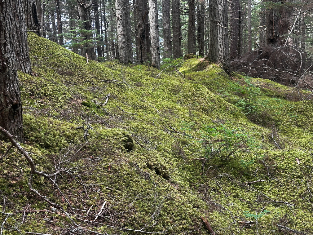 Hemlock Forest