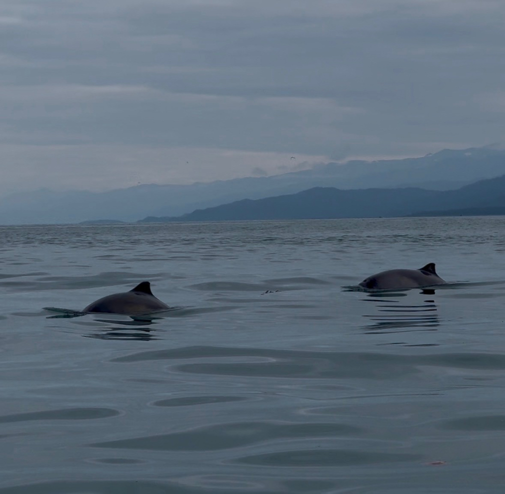 Dall's Porpoises