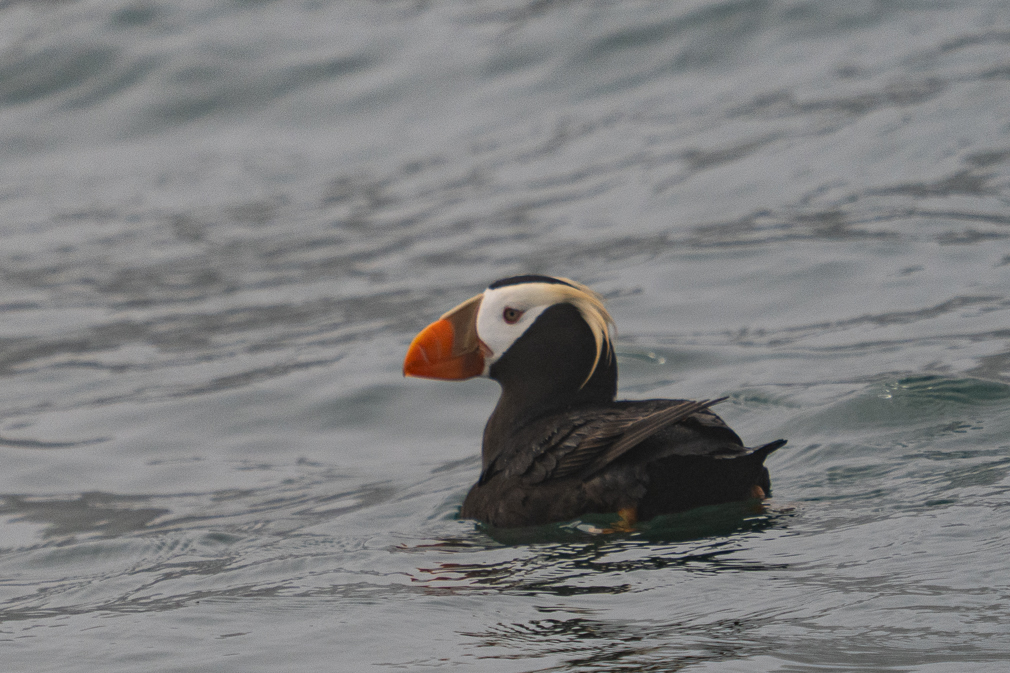 Tufted Puffin