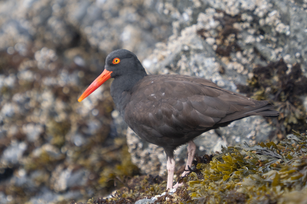 Black Oystercatcher