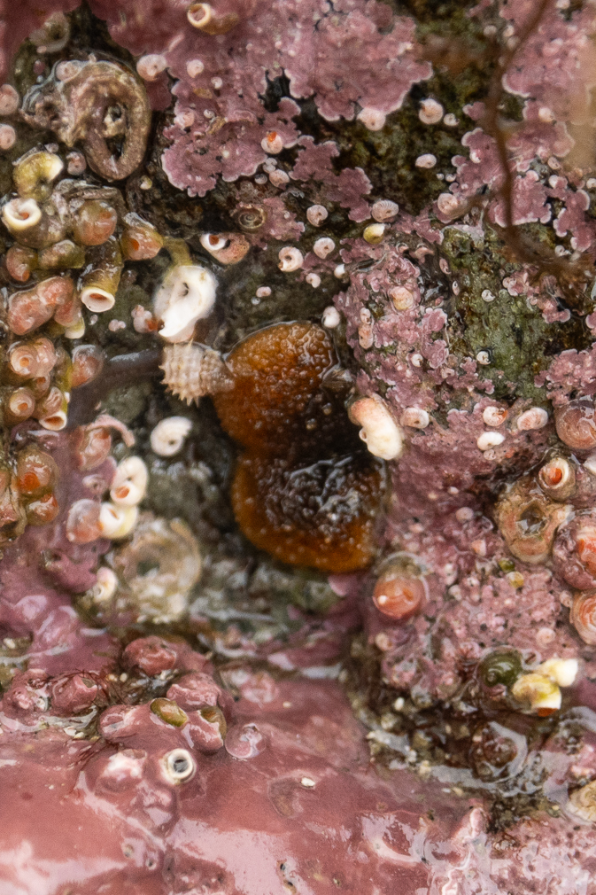 Barnacle-eating Nudibranch