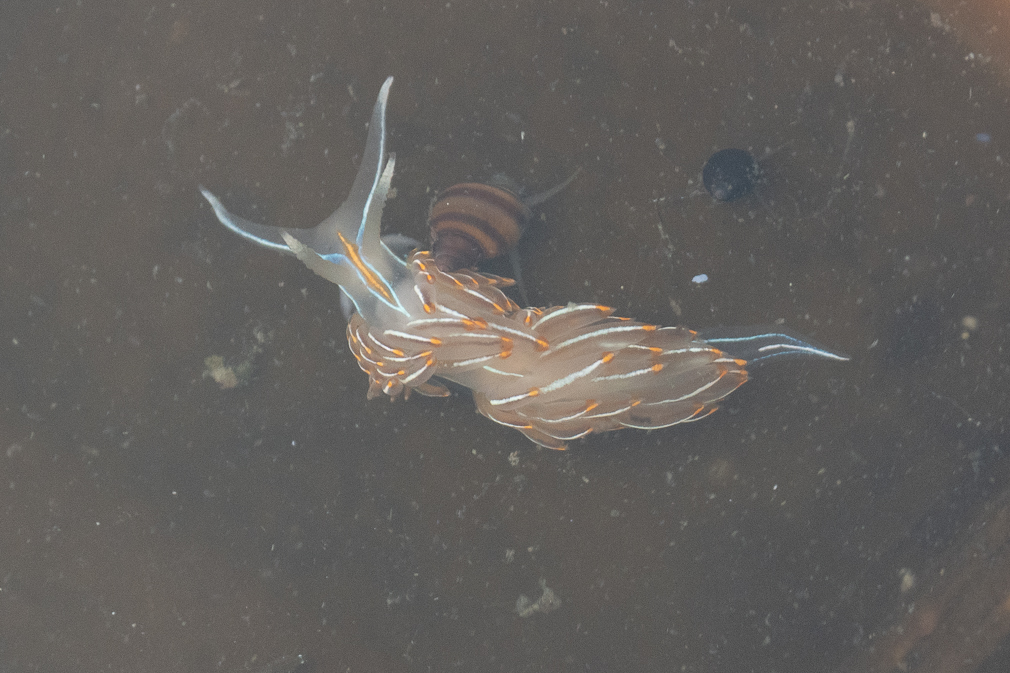 Opalescent Nudibranch