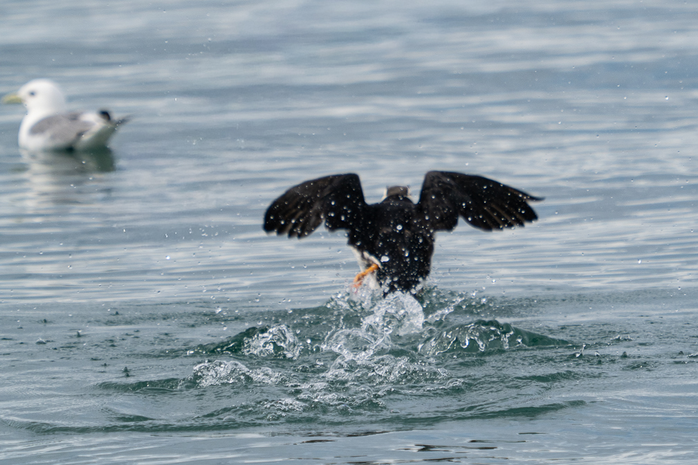 Puffin