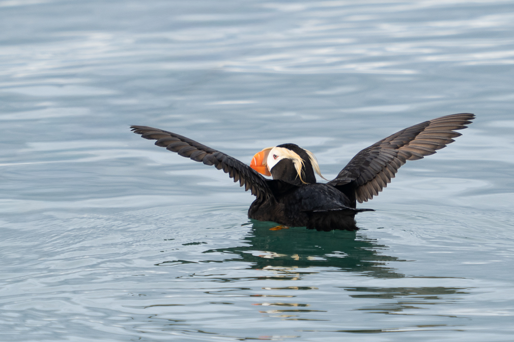 Tufted Puffin