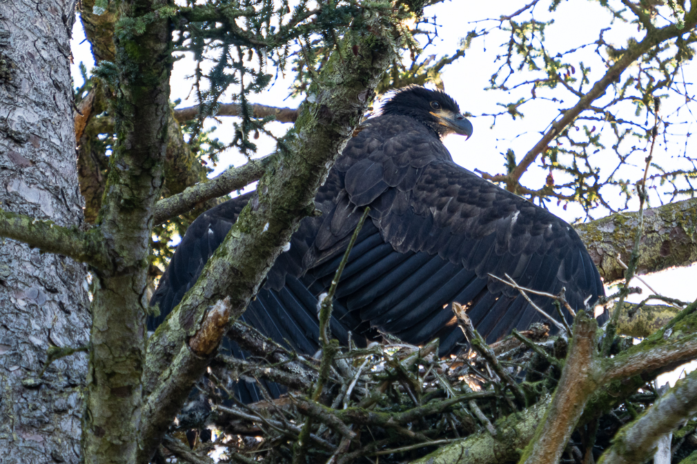 Bald Eagle Fledgling