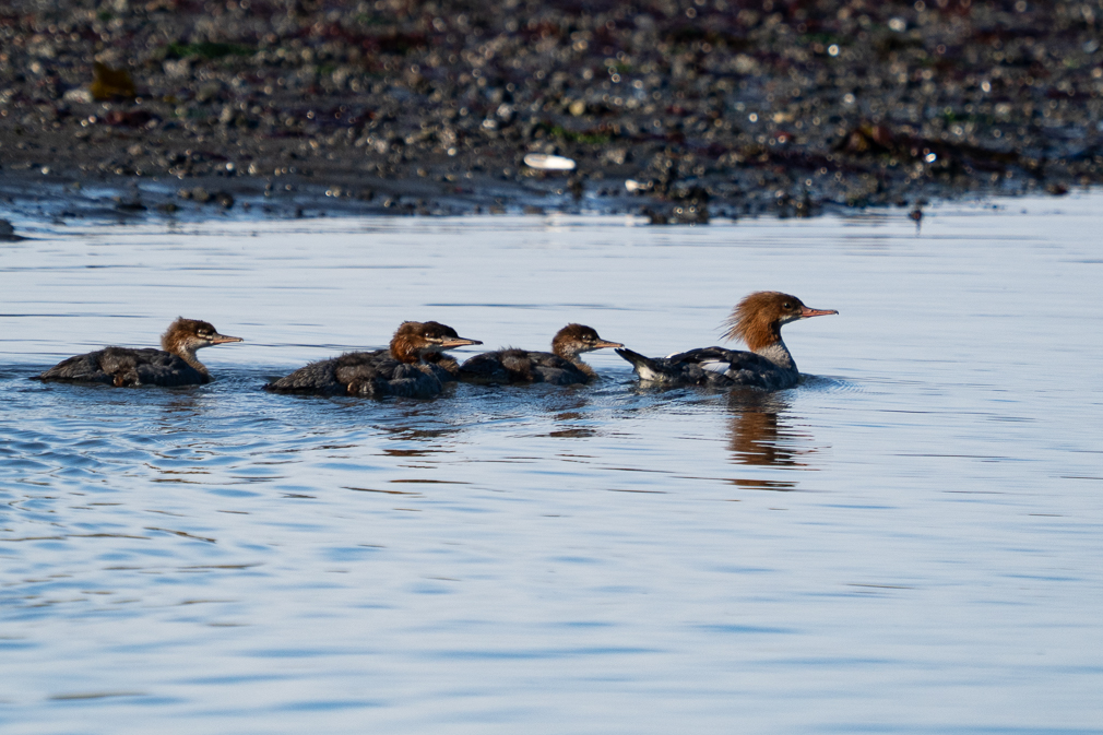 Red-breasted Merganser