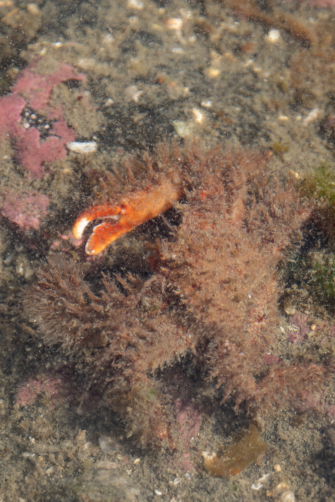 Decorator Crab