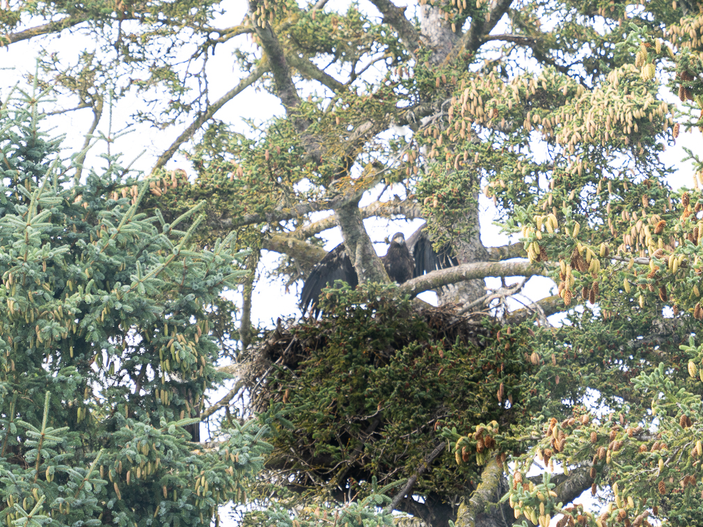 Bald Eagle Nest