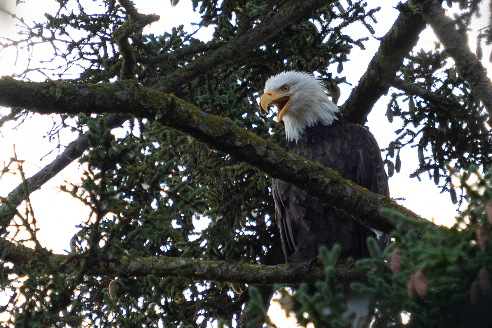 Bald Eagle