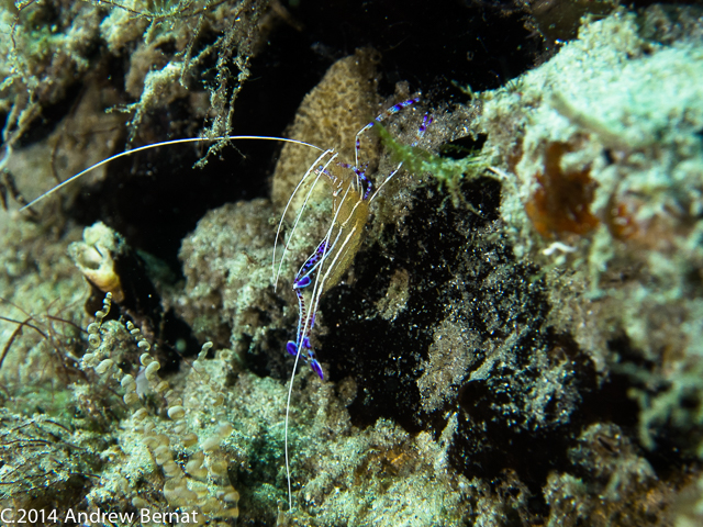 Pederson's Cleaner Shrimp