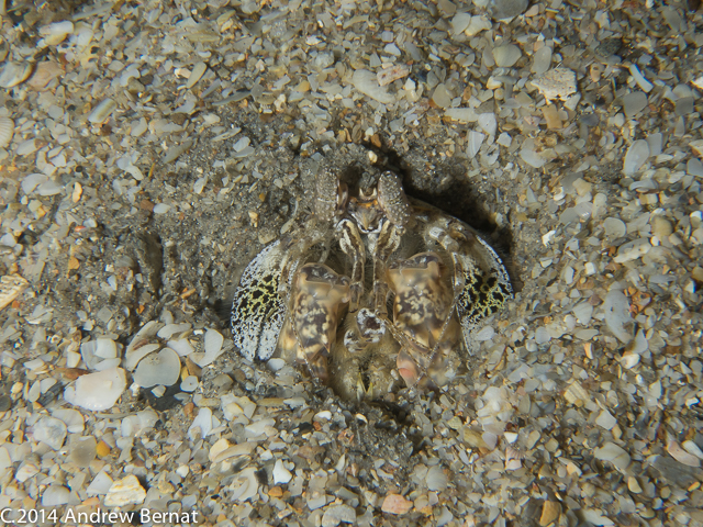 Mantis Shrimp