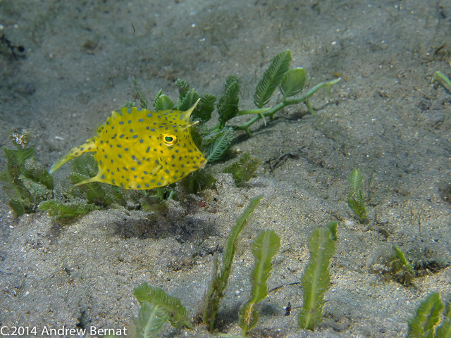 juvenile Honey Combed Cowfish