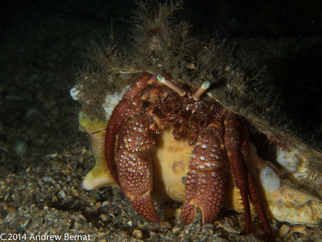 Red Reef Hermit Crab