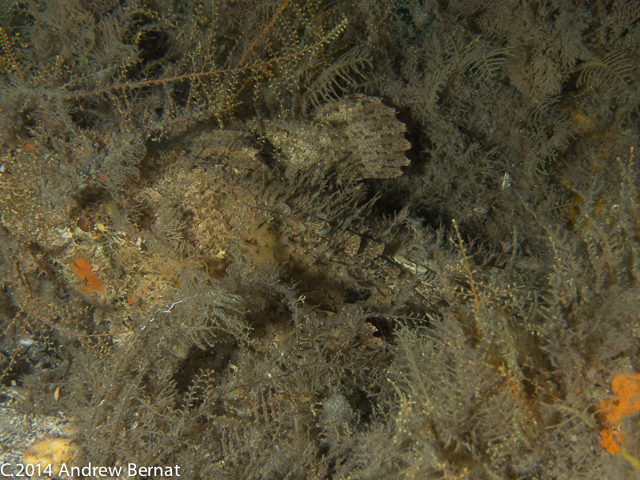 Spotted Scorpionfish