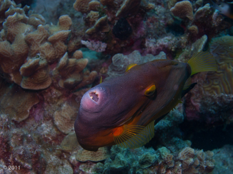 White Spotted Triggerfish