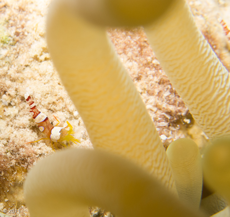 Shrimp are great - they hold still! This one’s about 1/2” long