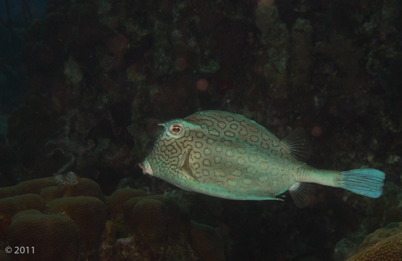 Hexagon Cowfish