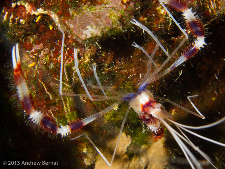 Banded Coral Shrimp