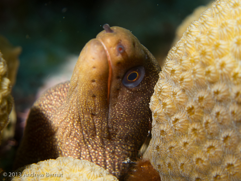 Goldentail Moray