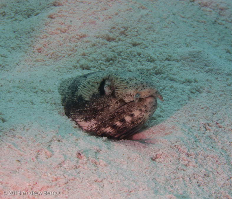 Spotted Snake Eel