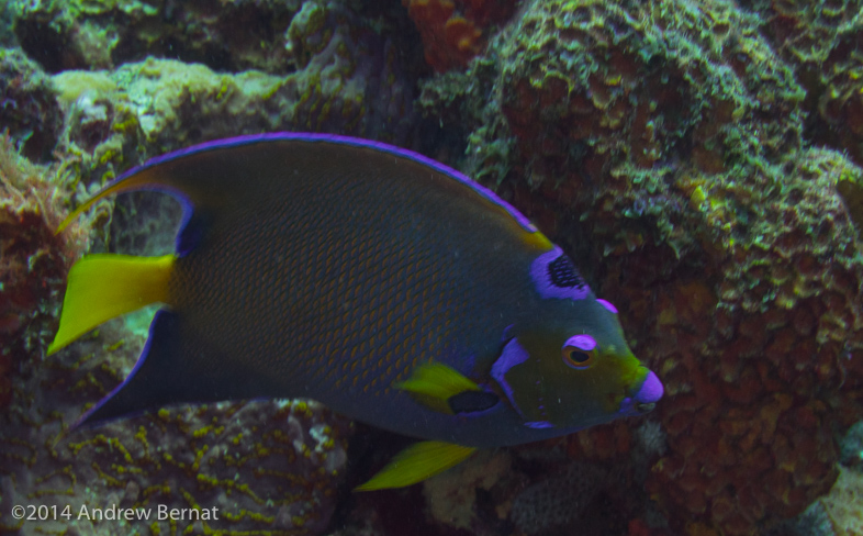 Queen Angelfish