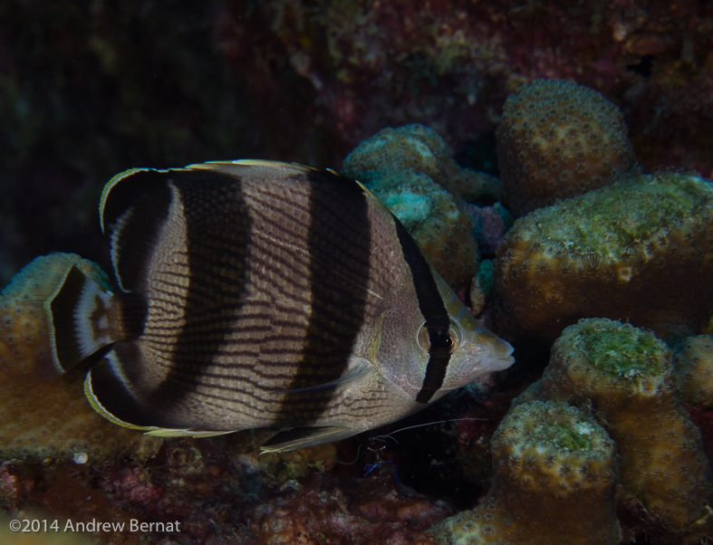 Banded Butterflyfish