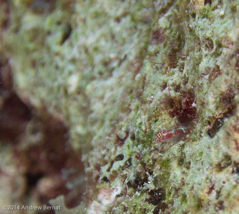 Orangesided Goby