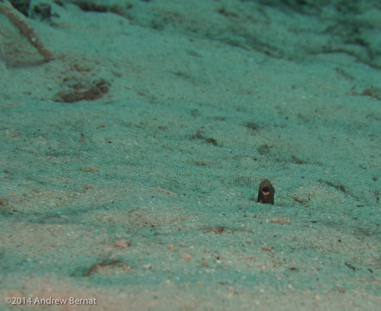 Brown Garden Eel