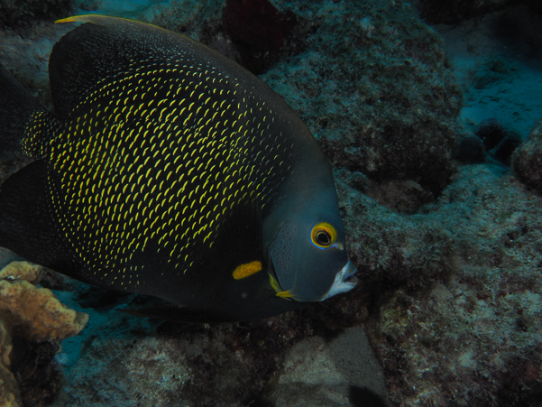 French Angelfish