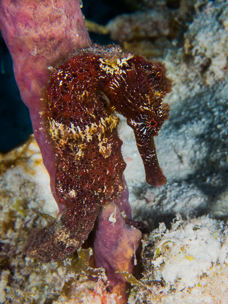 Longsnout Seahorse