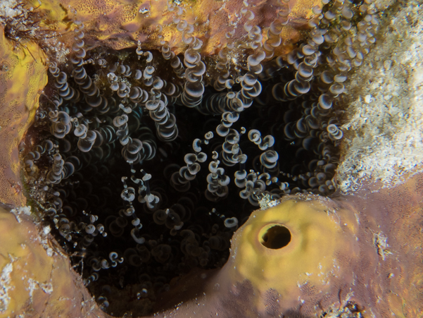 Corkscrew Anemone