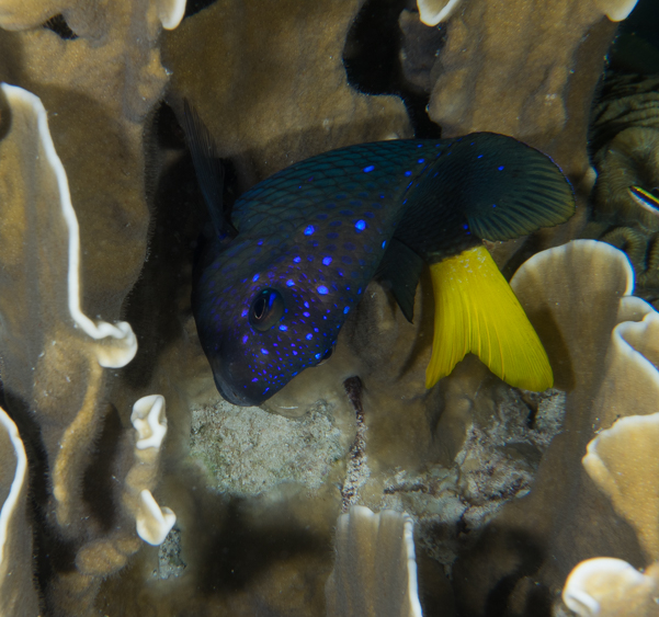 Yellowtail Damselfish