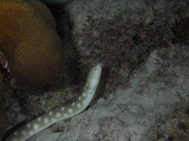 Sharptail Eel