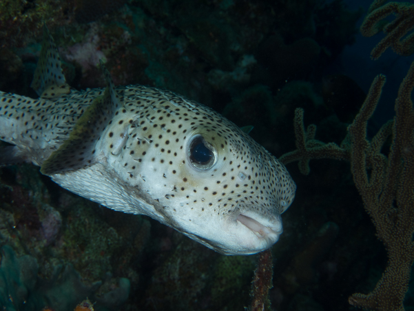 Porcupinefish