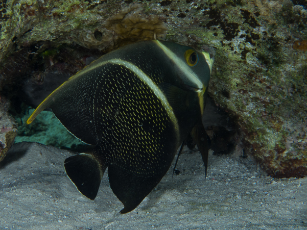 French Angelfish