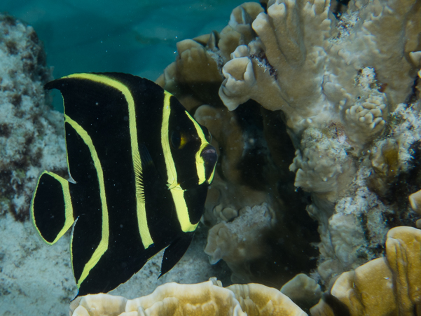 French Angelfish