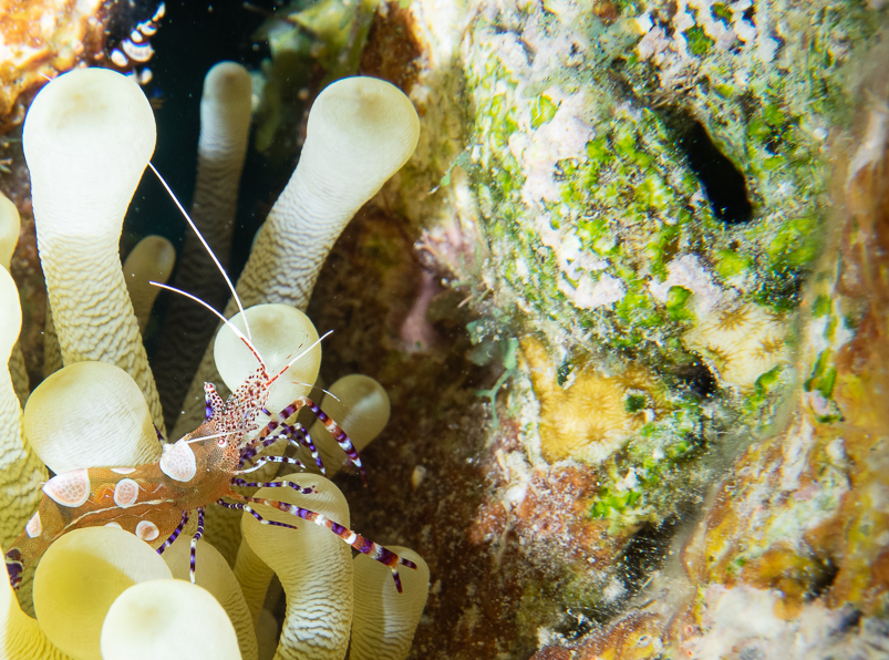 Spotted Cleaner Shrimp