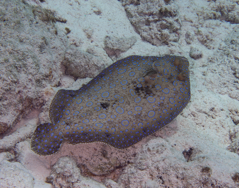 Peacock Flounder