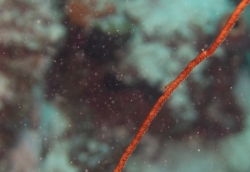 Wire Coral Shrimp