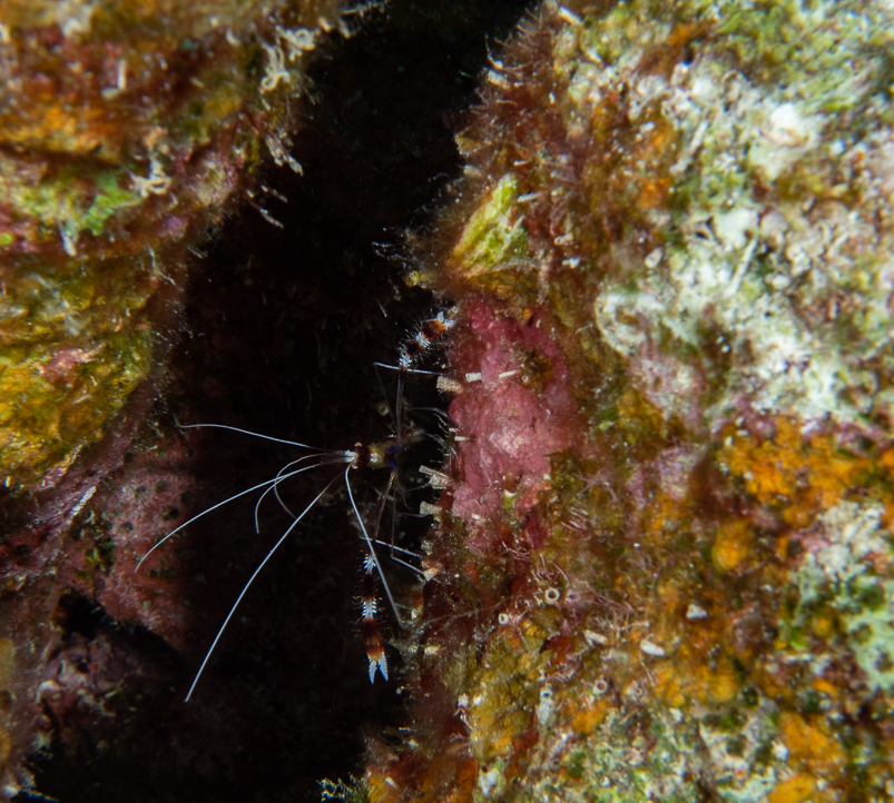 Banded Coral Shrimp