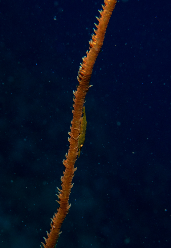 Wire Coral Shrimp