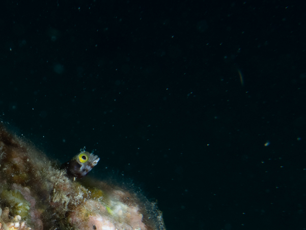 Spinyhead Blenny