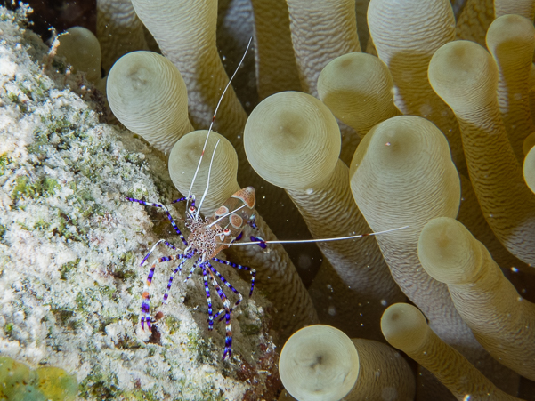 Spotted Cleaner Shrimp