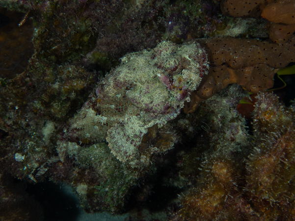 Spotted Scorpionfish